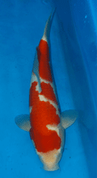 koi type kohaku