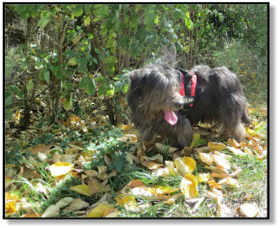 Hund im Herbstlaub