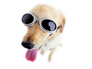 doggles