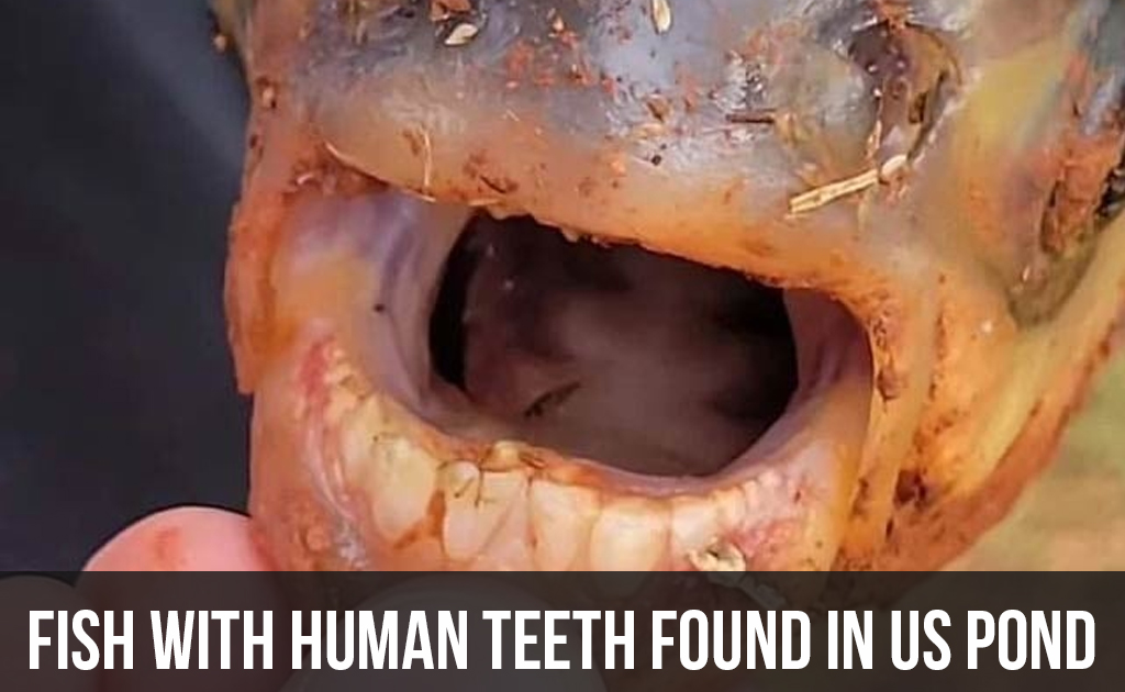 Fish-with-human-teeth-found-in-US-pond