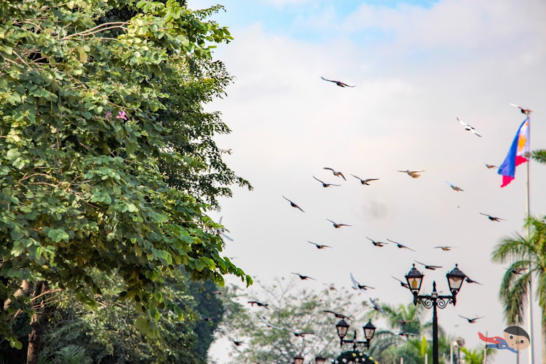 Flock of birds dancing in the Rizal Park, Philippines