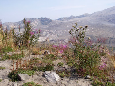 Mt. St. Helens with purple flowers