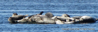 Harbor Seals