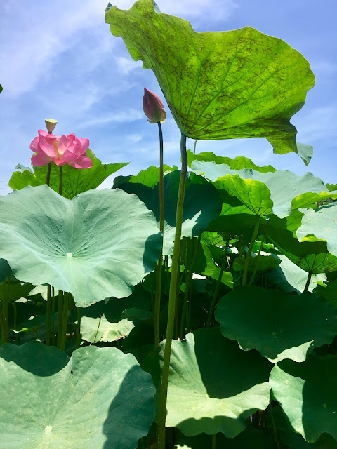 lotus, baihe, tainan, taiwan