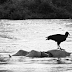 Un río lleno de cadáveres flotando