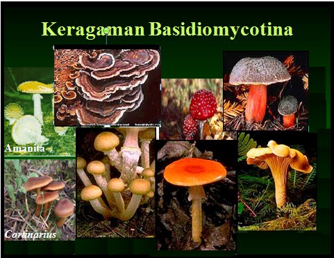 Semua ilmu Ada Disini: Jamur ( Fungi )