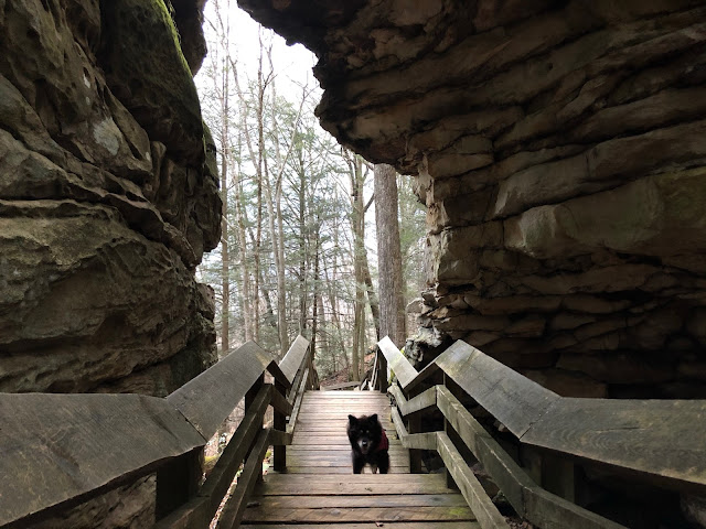 dog on boardwalk between boulders