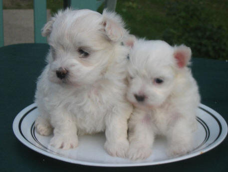 Maltese Puppies on Cute Maltese Puppy Pictures 4 How To Take Care Of Maltese Puppies