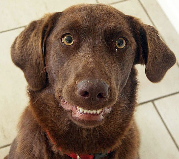 26 pictures of awkward dog smiles