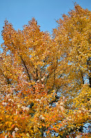 autumn sugar maple with all of its leaves