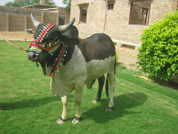 Bakra Eid Cow Qurbani Wallpapers Free Download