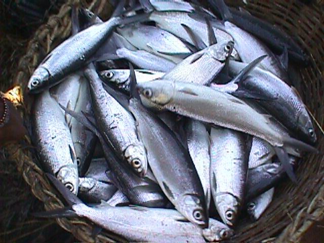 Tips Menghilangkan Bau lumpur Ikan Bandeng | Resep Recipes dan Cara Memasak