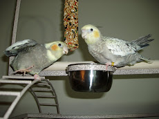 Crash and Pippin