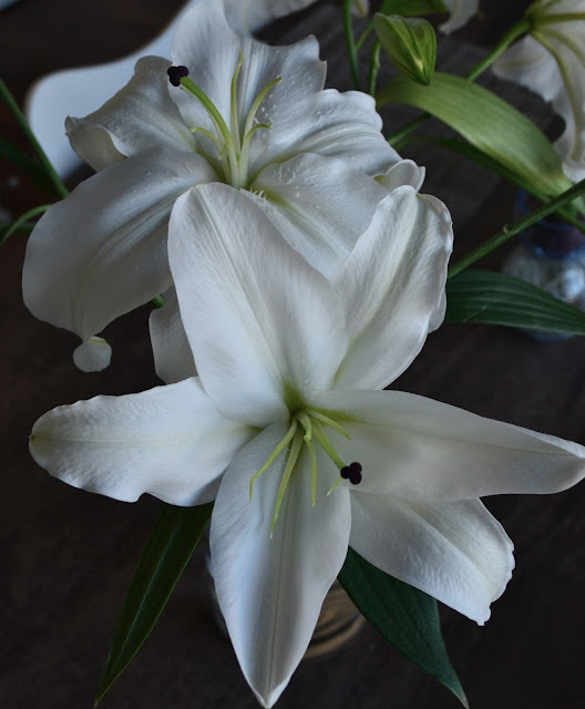 Two white 'Casa Blanca' lily flowers