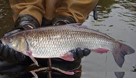 http://www.independent.co.uk/life-style/health-and-families/health-news/chemicals-in-freshwater-fish-put-health-at-risk-9970343.html