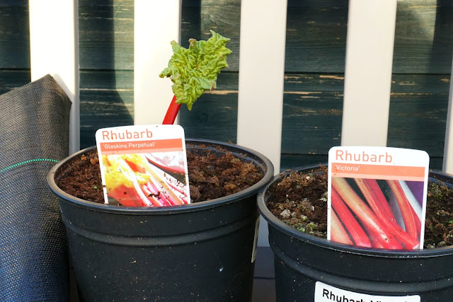 new rhubarb for plot 24a - Carrie Gault 2018