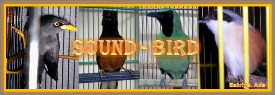 Download Suara Burung: Jalak Kebo Malaysia