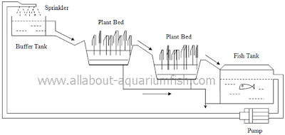 All About Aquarium Fish: Setting up Backyard Aquaponics System