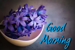 Good morning flower images free download