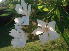 FALE CONOSCO
