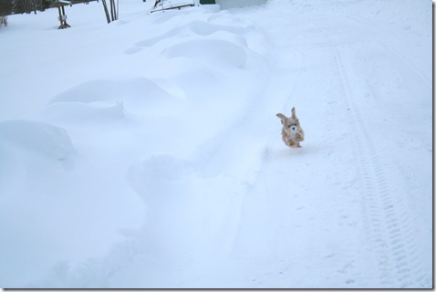 SnowDay-39