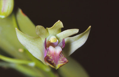 Dendrobium fellowsii care and culture