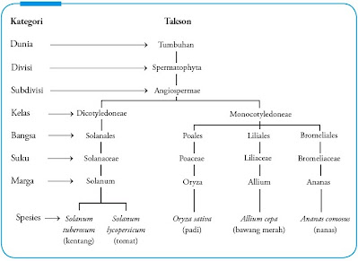 Kategori dan Takson pada Dunia Tumbuhan