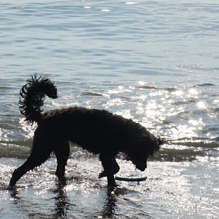 Bernedoodle black Dog playing in the sand and water on Bluffers Beach Lake Ontario, Toronto