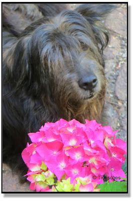 Lotte mit Hortensie