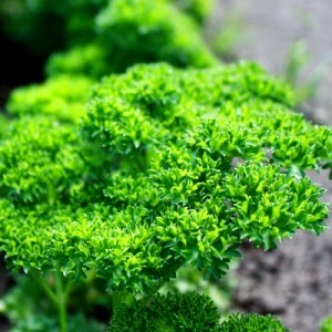 Parsley