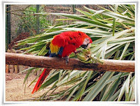 Macaw Parrot Bird Animal Pictures