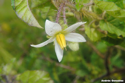 Solanum platense