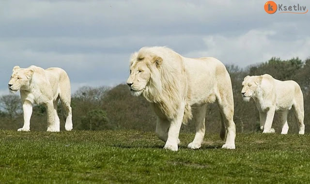 Information about the white lion