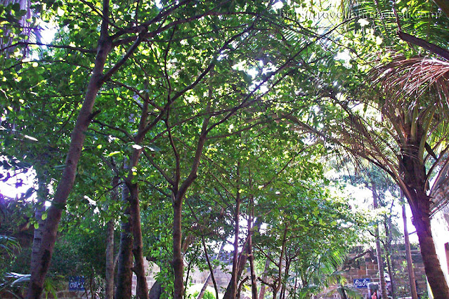 Kulithalai Kadambar Temple - Dakshina Kasi