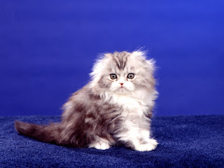 Scottish Fold Cat