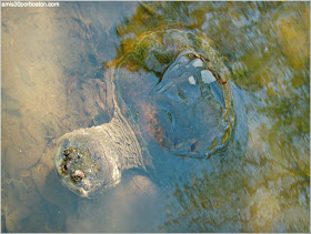  Leonhardt Lagoon en el Fair Park: Tortuga Mordedora ¿?