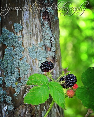 Blackraspberries-1