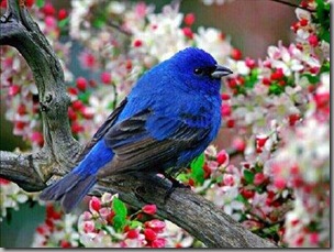 Indigo Bunting2