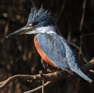 Ringed kingfisher song mp3