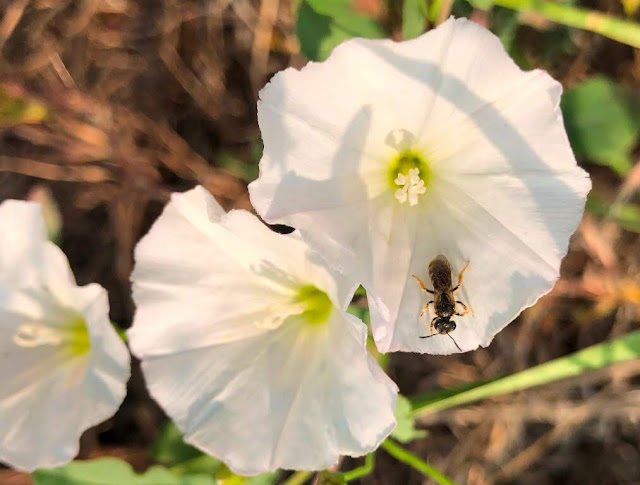 Convolvulus Arvensis