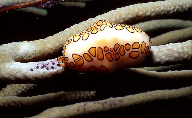 a beautiful and colorful sea creature.