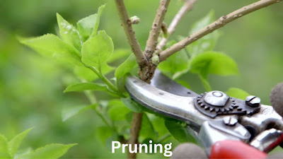 Pruning