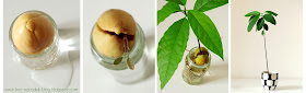 how to grow avocado indoors