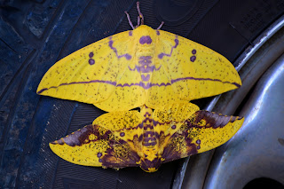 Yellow Moth's Mating