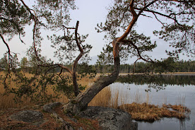 Valokuva