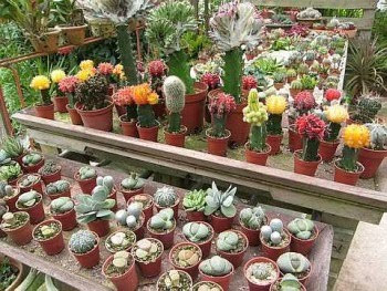 Colourful: Some of the cactuses available for sale at the plantation.
