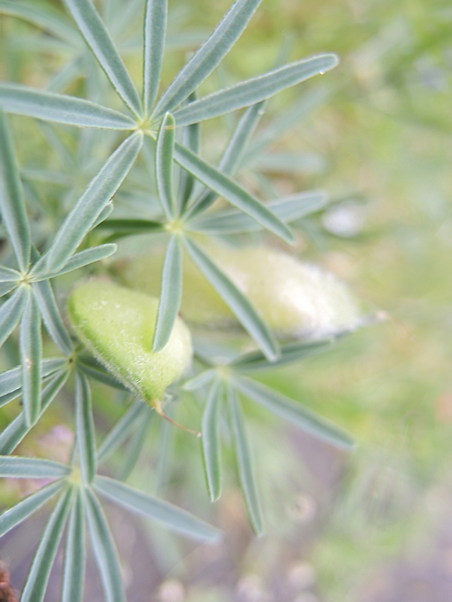 De mooiste foto's uit mijn tuin - juli 2015