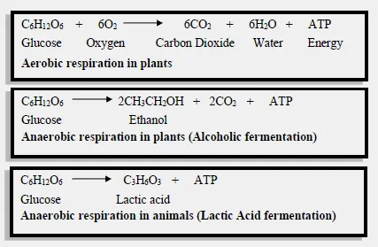 Types of cellular respiration