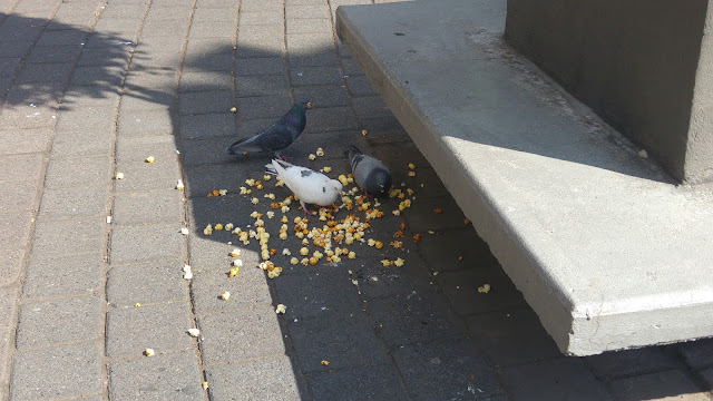 Foto de aves palomas comiendo palomitas de maíz afuera de Cinemex CNA