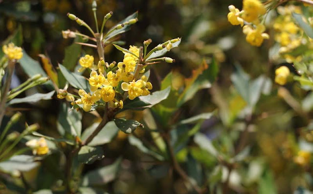 Berberis Pruinosa Flowers Pictures